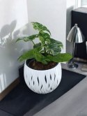 Syngonium nakrapiane podophyllum Mottled Zroślicha marmurkowa PROD. PL