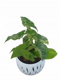 Syngonium nakrapiane podophyllum Mottled Zroślicha marmurkowa PROD. PL