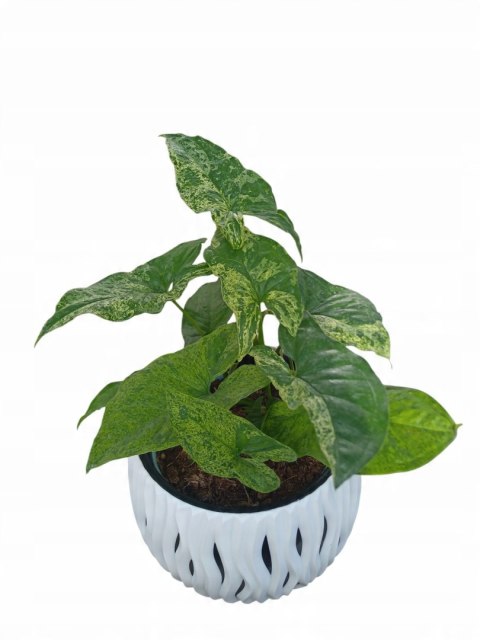 Syngonium nakrapiane podophyllum Mottled Zroślicha marmurkowa PROD. PL Syngonium nakrapiane podophyllum Mottled Zroślicha marmurkowa PROD. PL