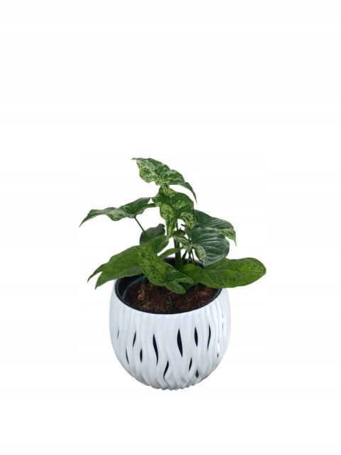 Syngonium nakrapiane podophyllum Mottled Zroślicha marmurkowa PROD. PL Syngonium nakrapiane podophyllum Mottled Zroślicha marmurkowa PROD. PL