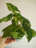 Syngonium nakrapiane podophyllum Mottled Zroślicha marmurkowa PROD. PL
