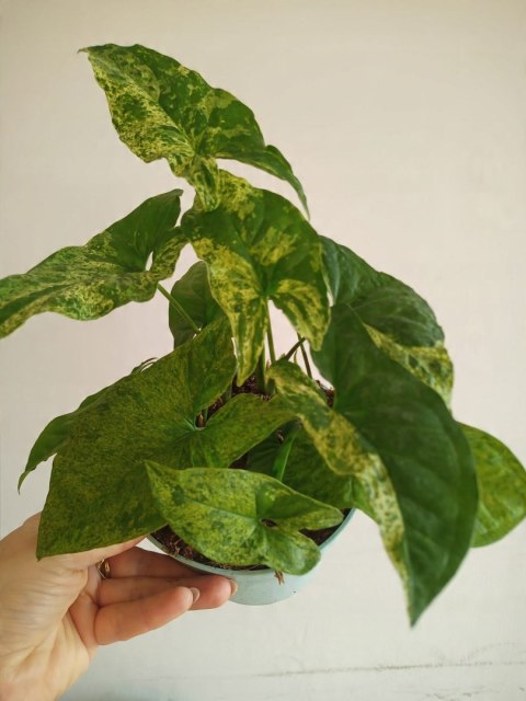 Syngonium nakrapiane podophyllum Mottled Zroślicha marmurkowa PROD. PL Syngonium nakrapiane podophyllum Mottled Zroślicha marmurkowa PROD. PL