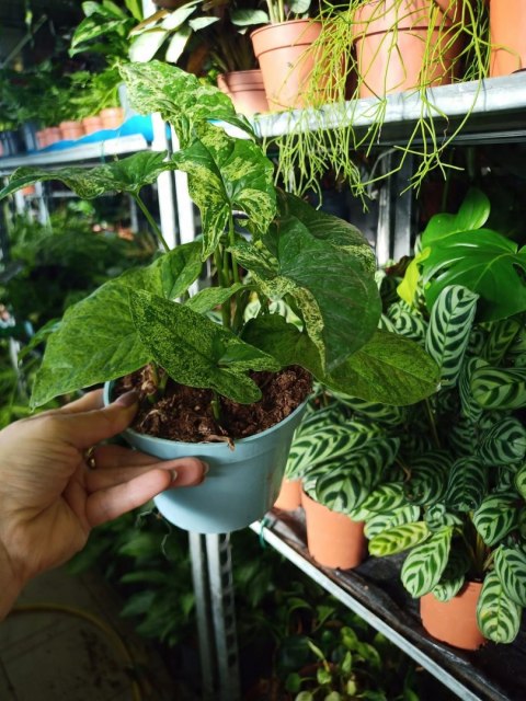 Syngonium nakrapiane podophyllum Mottled Zroślicha marmurkowa PROD. PL Syngonium nakrapiane podophyllum Mottled Zroślicha marmurkowa PROD. PL