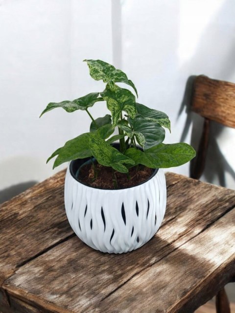 Syngonium nakrapiane podophyllum Mottled Zroślicha marmurkowa PROD. PL Syngonium nakrapiane podophyllum Mottled Zroślicha marmurkowa PROD. PL