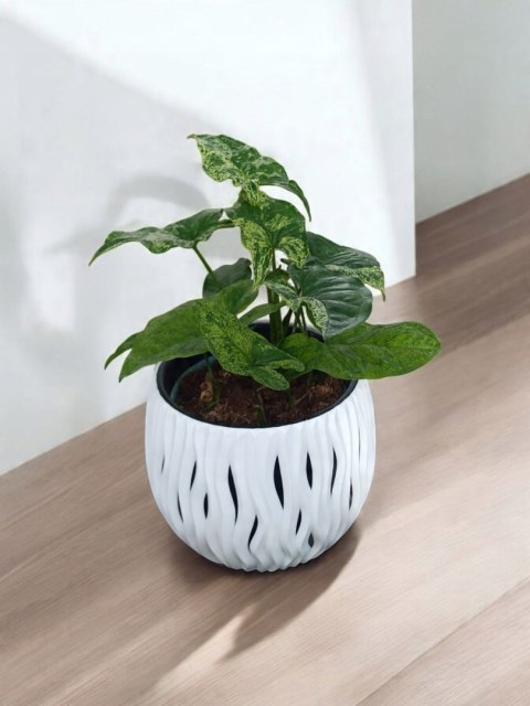 Syngonium nakrapiane podophyllum Mottled Zroślicha marmurkowa PROD. PL Syngonium nakrapiane podophyllum Mottled Zroślicha marmurkowa PROD. PL