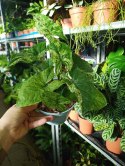 Syngonium nakrapiane podophyllum Mottled Zroślicha marmurkowa PROD. PL