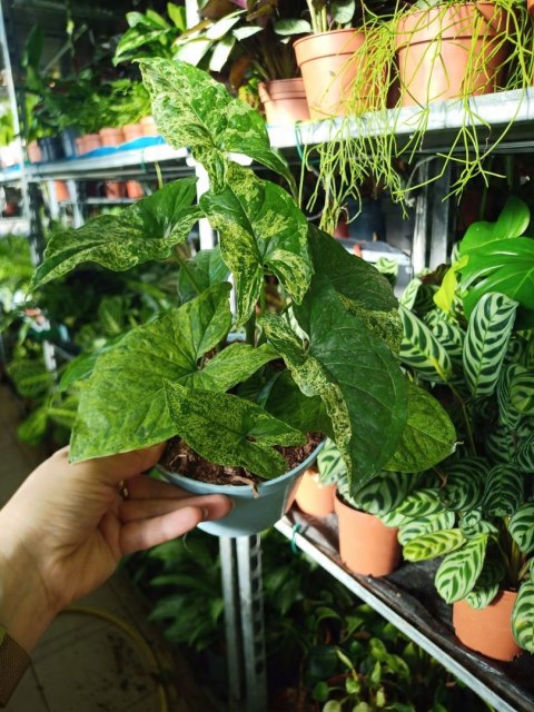 Syngonium nakrapiane podophyllum Mottled Zroślicha marmurkowa PROD. PL Syngonium nakrapiane podophyllum Mottled Zroślicha marmurkowa PROD. PL