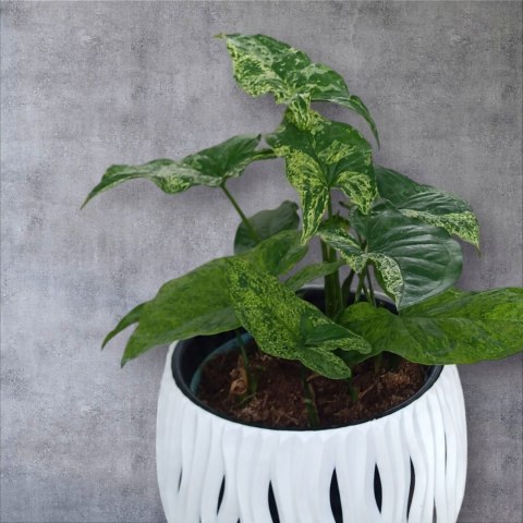 Syngonium nakrapiane podophyllum Mottled Zroślicha marmurkowa PROD. PL Syngonium nakrapiane podophyllum Mottled Zroślicha marmurkowa PROD. PL