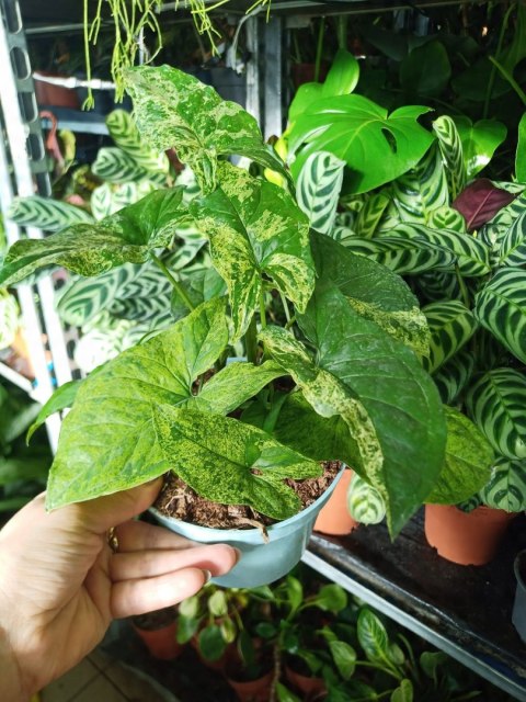 Syngonium nakrapiane podophyllum Mottled Zroślicha marmurkowa PROD. PL Syngonium nakrapiane podophyllum Mottled Zroślicha marmurkowa PROD. PL