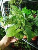 Syngonium nakrapiane podophyllum Mottled Zroślicha marmurkowa PROD. PL