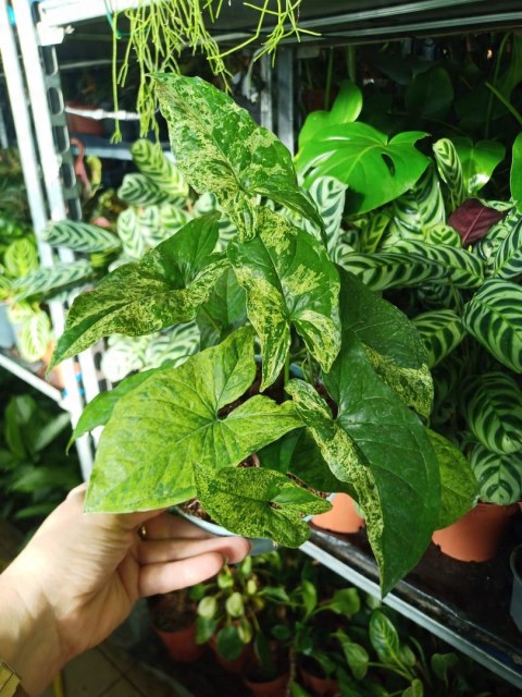Syngonium nakrapiane podophyllum Mottled Zroślicha marmurkowa PROD. PL Syngonium nakrapiane podophyllum Mottled Zroślicha marmurkowa PROD. PL