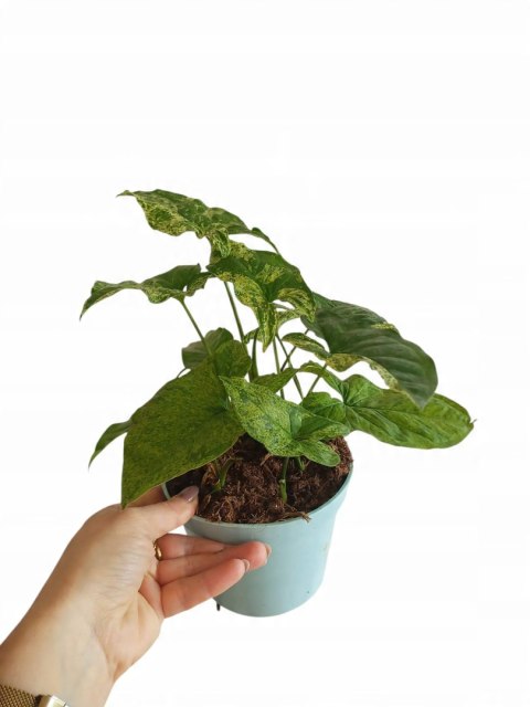 Syngonium nakrapiane podophyllum Mottled Zroślicha marmurkowa PROD. PL Syngonium nakrapiane podophyllum Mottled Zroślicha marmurkowa PROD. PL
