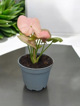 Syngonium neon zroślicha podophyllum Różowe Syngonium Pink do lasu w szkle
