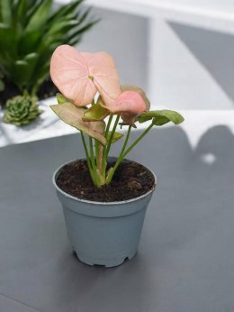 Syngonium neon zroślicha podophyllum Różowe Syngonium Pink do lasu w szkle