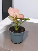 Syngonium neon zroślicha podophyllum Różowe Syngonium Pink do lasu w szkle