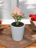 Syngonium neon zroślicha podophyllum Różowe Syngonium Pink do lasu w szkle