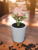 Syngonium neon zroślicha podophyllum Różowe Syngonium Pink do lasu w szkle