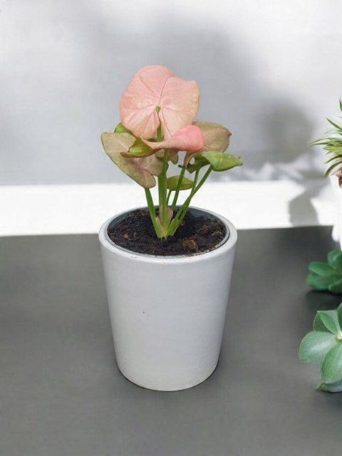 Syngonium neon zroślicha podophyllum Różowe Syngonium Pink do lasu w szkle Syngonium neon zroślicha podophyllum Różowe Syngonium Pink do lasu w szkle