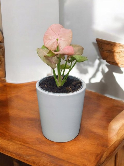 Syngonium neon zroślicha podophyllum Różowe Syngonium Pink do lasu w szkle Syngonium neon zroślicha podophyllum Różowe Syngonium Pink do lasu w szkle