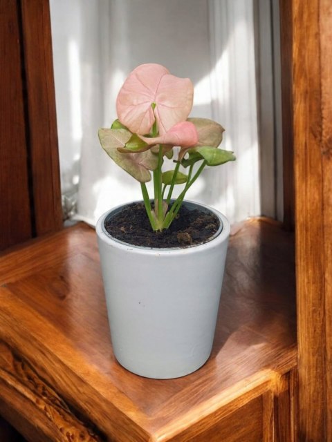 Syngonium neon zroślicha podophyllum Różowe Syngonium Pink do lasu w szkle Syngonium neon zroślicha podophyllum Różowe Syngonium Pink do lasu w szkle