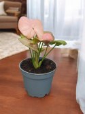 Syngonium neon zroślicha podophyllum Różowe Syngonium Pink do lasu w szkle