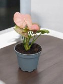 Syngonium neon zroślicha podophyllum Różowe Syngonium Pink do lasu w szkle