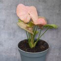 Syngonium neon zroślicha podophyllum Różowe Syngonium Pink do lasu w szkle