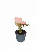 Syngonium neon zroślicha podophyllum Różowe Syngonium Pink do lasu w szkle