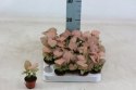 Syngonium neon zroślicha podophyllum Różowe Syngonium Pink do lasu w szkle