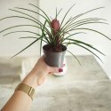 Tillandsia Anita Oplątwa Epifit Powietrzna Roślina Air Plant w doniczce
