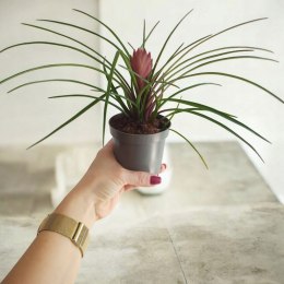 Tillandsia Anita Oplątwa Epifit Powietrzna Roślina Air Plant w doniczce