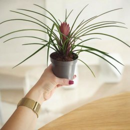 Tillandsia Anita Oplątwa Epifit Powietrzna Roślina Air Plant w doniczce