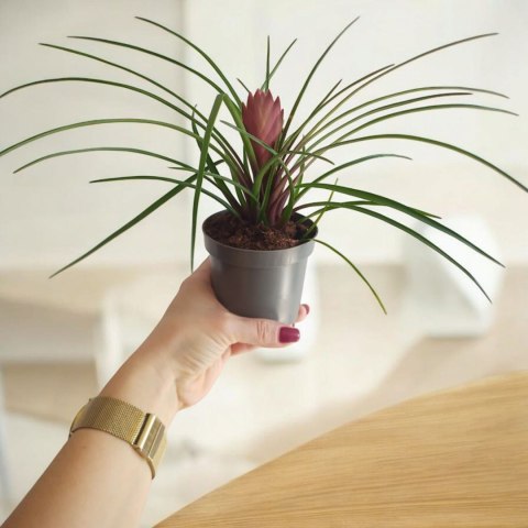 Tillandsia Anita Oplątwa Epifit Powietrzna Roślina Air Plant w doniczce Tillandsia Anita Oplątwa Epifit Powietrzna Roślina Air Plant w doniczce