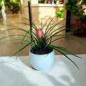 Tillandsia Anita Oplątwa Epifit Powietrzna Roślina Air Plant w doniczce