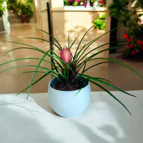 Tillandsia Anita Oplątwa Epifit Powietrzna Roślina Air Plant w doniczce Tillandsia Anita Oplątwa Epifit Powietrzna Roślina Air Plant w doniczce