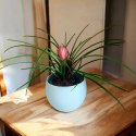 Tillandsia Anita Oplątwa Epifit Powietrzna Roślina Air Plant w doniczce