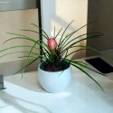 Tillandsia Anita Oplątwa Epifit Powietrzna Roślina Air Plant w doniczce