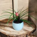 Tillandsia Anita Oplątwa Epifit Powietrzna Roślina Air Plant w doniczce