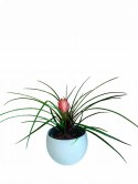 Tillandsia Anita Oplątwa Epifit Powietrzna Roślina Air Plant w doniczce