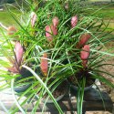 Tillandsia Anita Oplątwa Epifit Powietrzna Roślina Air Plant w doniczce