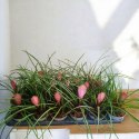 Tillandsia Anita Oplątwa Epifit Powietrzna Roślina Air Plant w doniczce