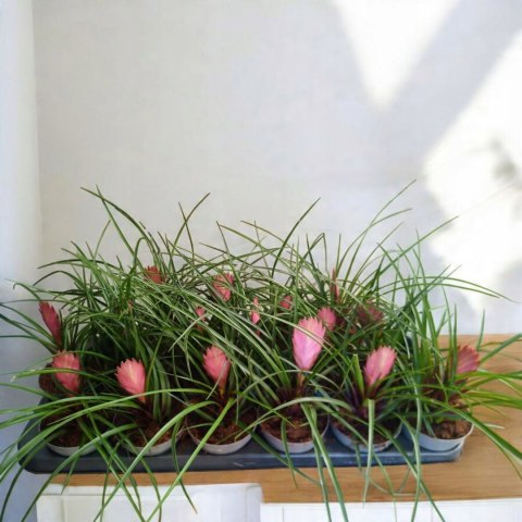 Tillandsia Anita Oplątwa Epifit Powietrzna Roślina Air Plant w doniczce Tillandsia Anita Oplątwa Epifit Powietrzna Roślina Air Plant w doniczce