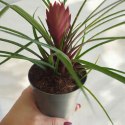 Tillandsia Anita Oplątwa Epifit Powietrzna Roślina Air Plant w doniczce
