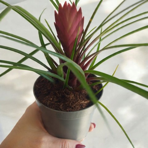Tillandsia Anita Oplątwa Epifit Powietrzna Roślina Air Plant w doniczce Tillandsia Anita Oplątwa Epifit Powietrzna Roślina Air Plant w doniczce