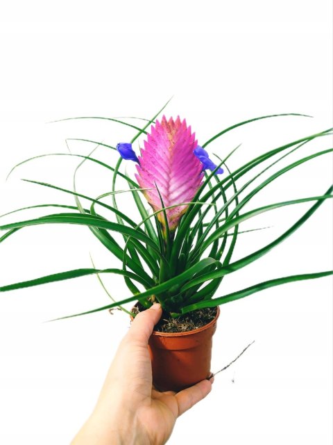 Tillandsia Anita Oplątwa Epifit Powietrzna Roślina Air Plant w doniczce Tillandsia Anita Oplątwa Epifit Powietrzna Roślina Air Plant w doniczce