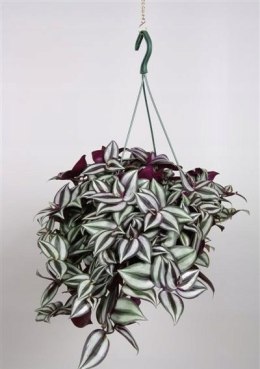 Trzykrotka zebra Tradescantia zebrina Duża w zwisajacej doniczce srebrna
