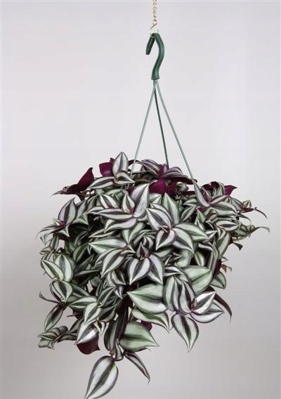 Trzykrotka zebra Tradescantia zebrina Duża w zwisajacej doniczce srebrna Trzykrotka zebra Tradescantia zebrina Duża w zwisajacej doniczce srebrna