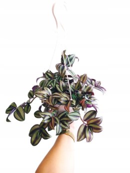 Trzykrotka zebra Tradescantia zebrina Duża w zwisajacej doniczce srebrna