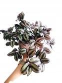 Trzykrotka zebra Tradescantia zebrina Duża w zwisajacej doniczce srebrna
