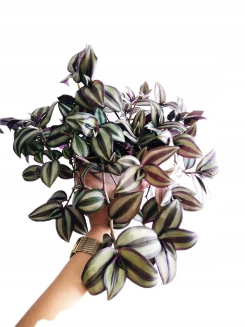 Trzykrotka zebra Tradescantia zebrina Duża w zwisajacej doniczce srebrna Trzykrotka zebra Tradescantia zebrina Duża w zwisajacej doniczce srebrna